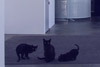 HighModernHomes.com